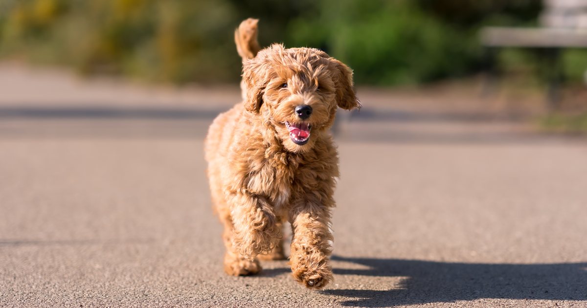 Montrose Dog Beach: Everything You Need to Know | Chicago Dog Guide